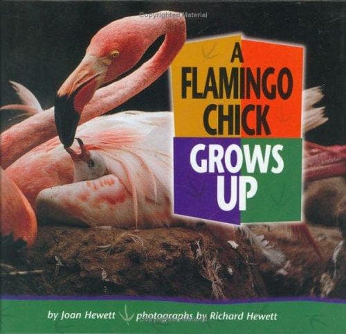 Cover of A Flamingo Chick Grows Up