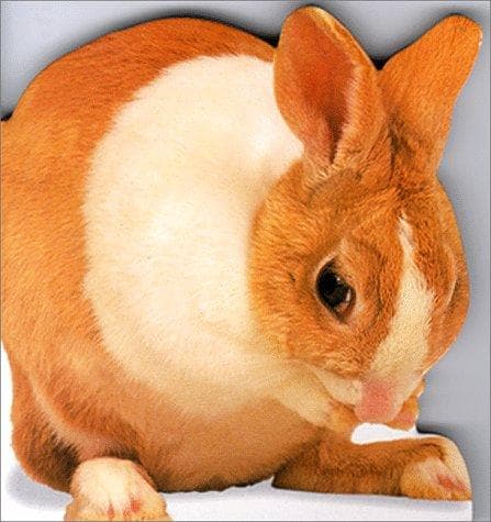 Cover of Animal-Shaped Board Books